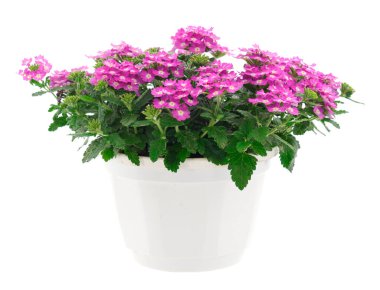 Verbena, beyaz bir arka planda izole edilmiş bir saksının içinde..