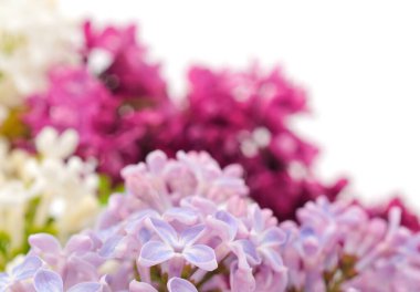 Renkli leylak dalları. Arkaplan.