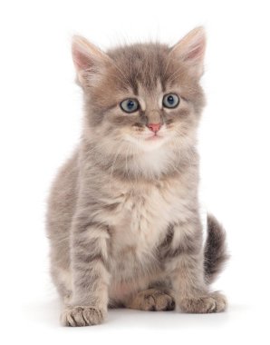 Beyaz arka planda küçük gri kedi yavrusu.