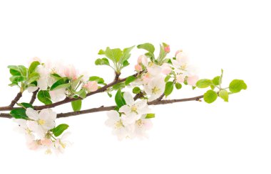 Beyaz arkaplanda çiçek açan elma dalı.