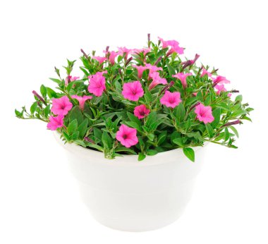 Çiçek buketi petunya bir tencerede, beyaz bir arka planda izole edilmiş..