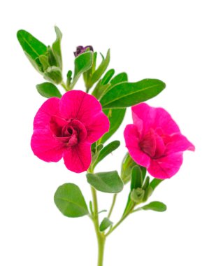 Beyaz arkaplanda izole edilmiş Calibrachoa çiçekleri.