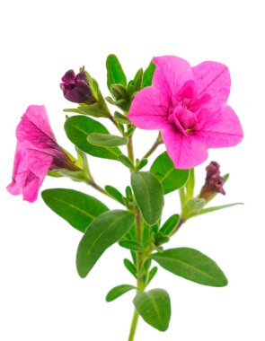 Beyaz arkaplanda izole edilmiş Calibrachoa çiçekleri.