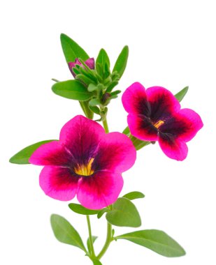 Beyaz arkaplanda izole edilmiş Calibrachoa çiçekleri.