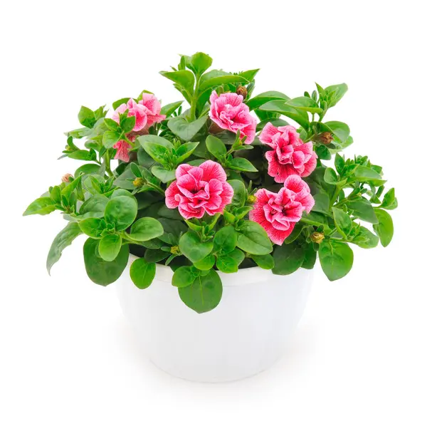 Çiçek buketi petunya bir tencerede, beyaz bir arka planda izole edilmiş..