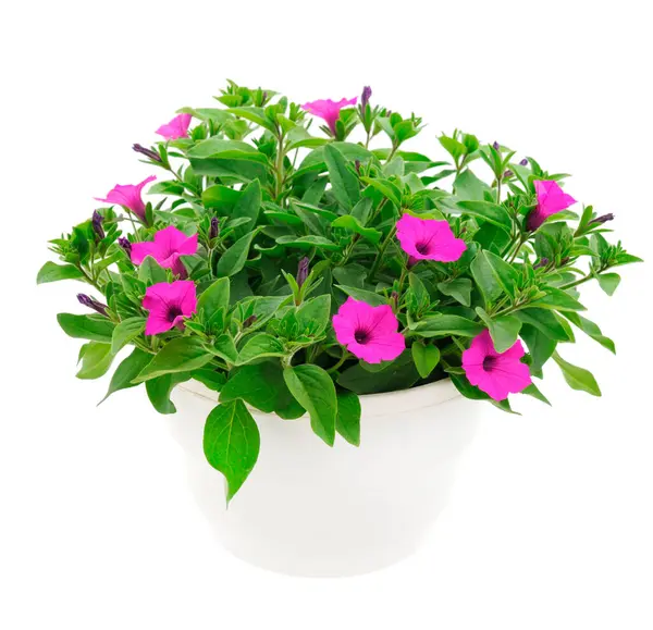 Çiçek buketi petunya bir tencerede, beyaz bir arka planda izole edilmiş..