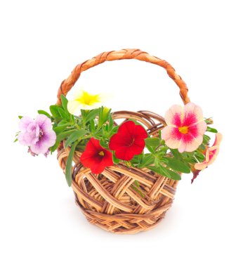 Beyaz arka planda izole edilmiş sepetteki Calibrachoa çiçekleri