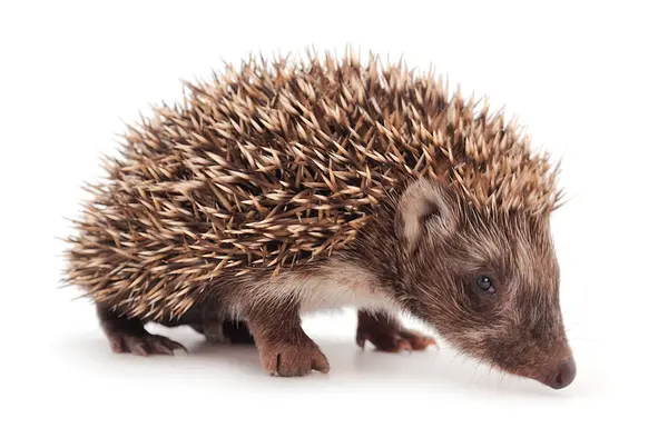 Kirpi beyaz arka planda izole