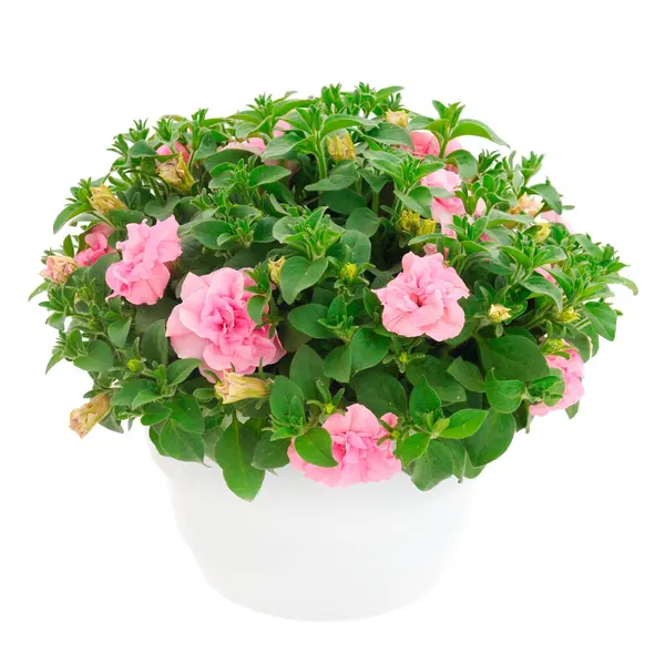 Çiçek buketi petunya bir tencerede, beyaz bir arka planda izole edilmiş..