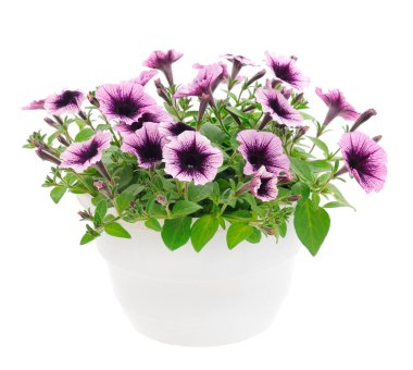 Çiçek buketi petunya bir tencerede, beyaz bir arka planda izole edilmiş..