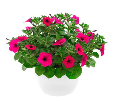 Çiçek buketi petunya bir tencerede, beyaz bir arka planda izole edilmiş..