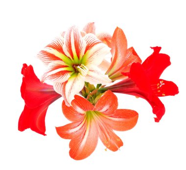 Nilüfer çiçekleri beyaz arkaplanda yalıtılmış..