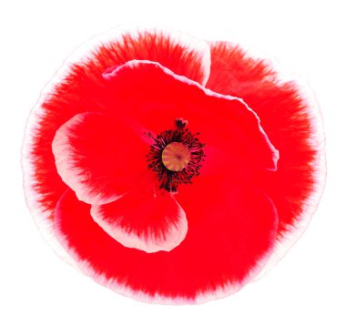 Alan gelinciği beyaz arkaplanda izole edildi