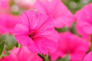 Güzel çiçek pembe petunya. Arka plan..