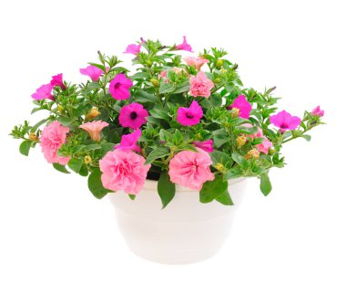 Çiçek buketi petunya bir tencerede, beyaz bir arka planda izole edilmiş..