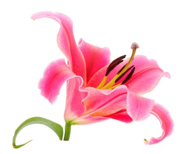 Beyaz arka planda izole edilmiş bir pembe zambak..