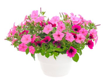 Çiçek buketi petunya bir tencerede, beyaz bir arka planda izole edilmiş..