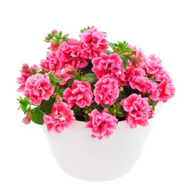 Çiçek buketi petunya bir tencerede, beyaz bir arka planda izole edilmiş..