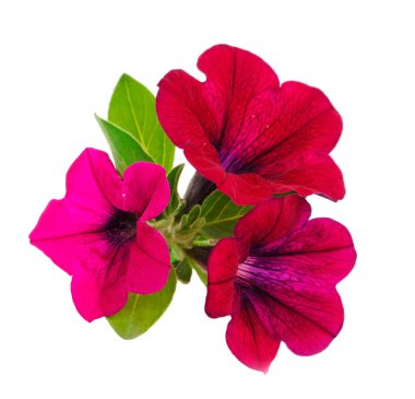 Beautiful flower pink petunia isolated on a white background. 