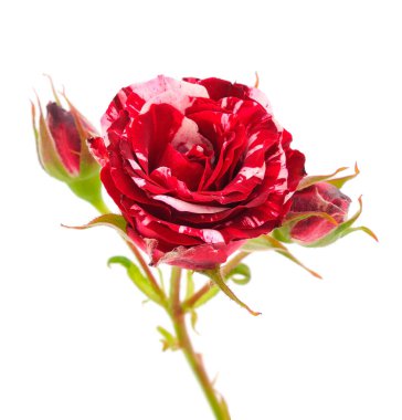 Beyaz arka planda izole edilmiş kırmızı güzel güller.