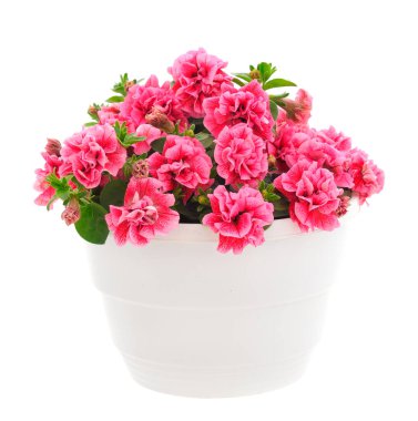 Çiçek buketi petunya bir tencerede, beyaz bir arka planda izole edilmiş..