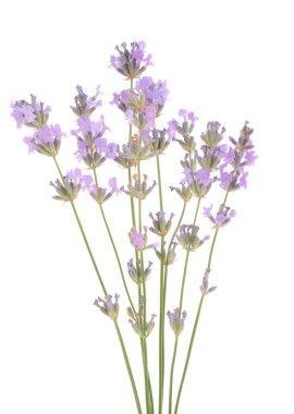 Beyaz arkaplanda bir demet lavanta çiçeği var..