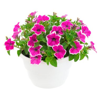 Çiçek buketi petunya bir tencerede, beyaz bir arka planda izole edilmiş..