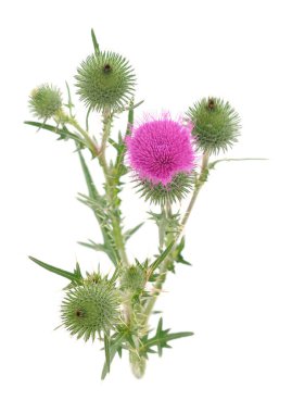 Süt devedikeni çiçeği, tıpta yaygın olarak kullanılır, beyaz arka planda izole edilir.