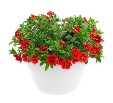 Kalibrakhoa çiçekleri beyaz arka planda izole edilmiş bir tencerede.