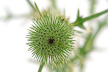 Süt devedikeni çiçeği, tıpta yaygın olarak kullanılır, beyaz arka planda izole edilir.