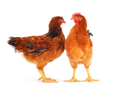 Beyaz arka planda izole edilmiş iki genç kahverengi tavuk..