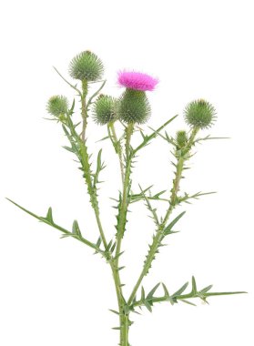 Süt devedikeni çiçeği, tıpta yaygın olarak kullanılır, beyaz arka planda izole edilir.