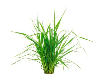 Beyaz arka planda izole edilmiş taze yeşil çimenler.. 