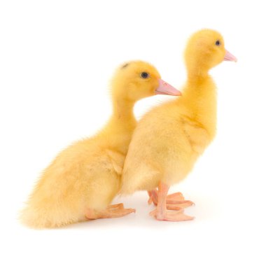İki şirin ördek yavrusu beyaz arka planda yalnız duruyor..