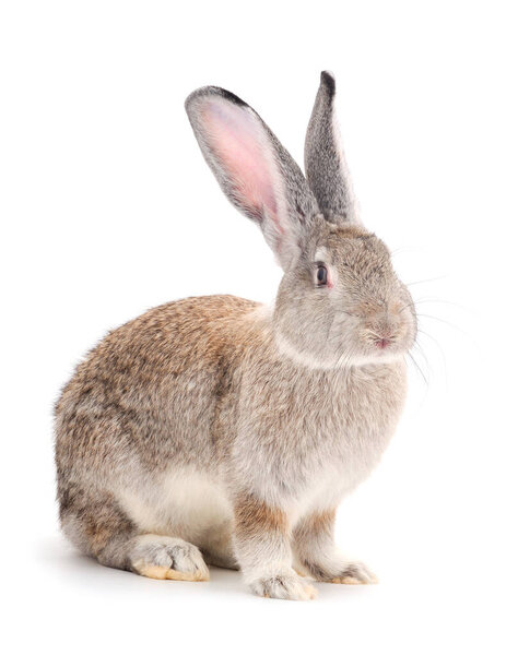 Серый кролик изолирован на белом фоне.