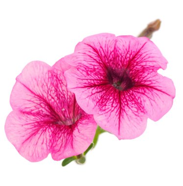 Beautiful flower pink petunia isolated on a white background. 