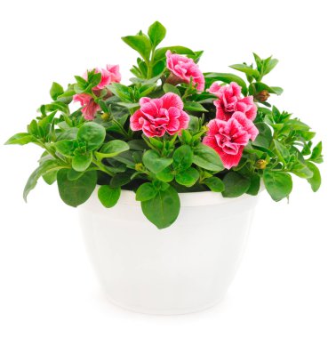 Çiçek buketi petunya bir tencerede, beyaz bir arka planda izole edilmiş..