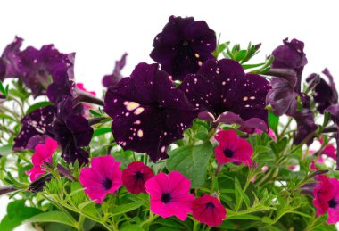 Çiçek buketi petunya bir tencerede, beyaz bir arka planda izole edilmiş..