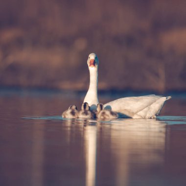 La Pampa Eyaleti, Patagonya, Arjantin 'de bir gölde Cygnets yüzen Coscoroba kuğusu..