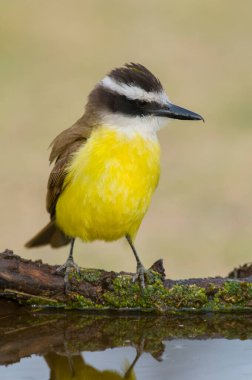 Büyük Kiskadee, Pitangus sülfür, Calden Ormanı, La Pampa, Arjantin