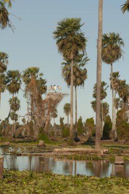 La Estrella Marsh, Formosa, Arjantin 'de palmiye manzarası.