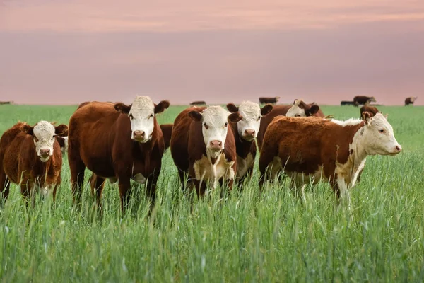 Countryside Landscape Cows Grazing Pampa Argentina — Zdjęcie stockowe