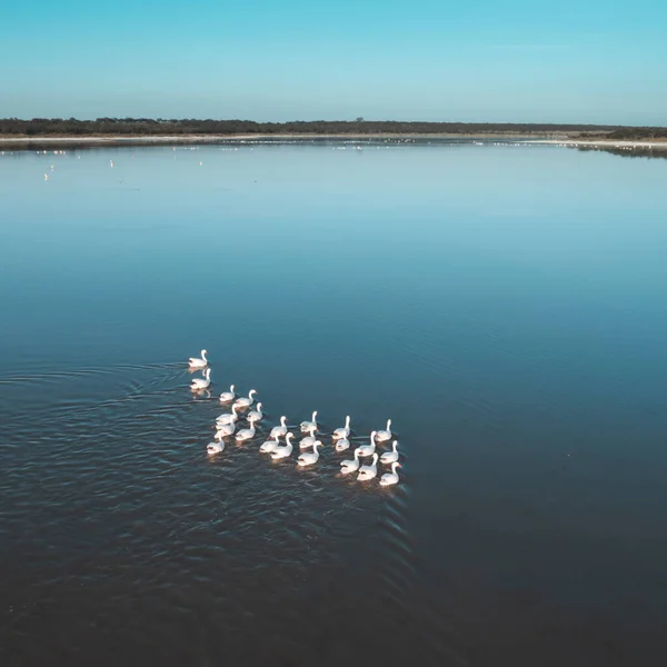 Coscoroba Swan Κολύμπι Μια Λιμνοθάλασσα Αεροφωτογραφία Pampa Province Παταγονία Αργεντινή — Φωτογραφία Αρχείου