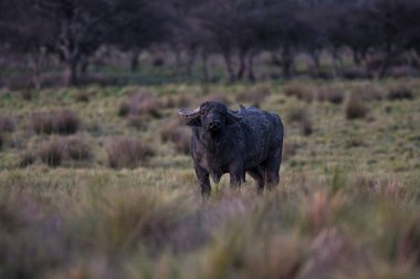 Su bufalosu, Bubalus bubalis, Arjantin, La Pampa vilayetinde tanıtılan türler, Patagonya.