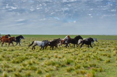 La Pampa ili, Patagonya, Arjantin kırsalında at sürüsü.