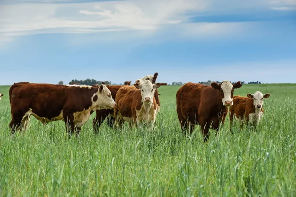 Countryside Landscape Cows Grazing Pampa Argentina — Fotografia de Stock