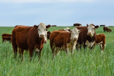 Countryside landscape with cows grazing, La Pampa, Argentina