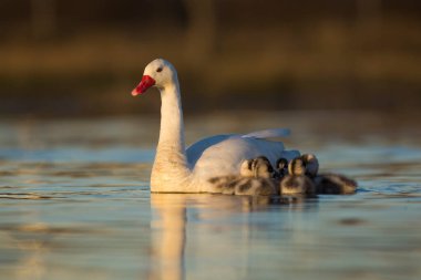 La Pampa Eyaleti, Patagonya, Arjantin 'de bir gölde Cygnets yüzen Coscoroba kuğusu..