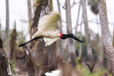 Jabiru Stork uçuyor, sulak arazide, La Estrella Marsh, Formosa Eyaleti, Arjantin.