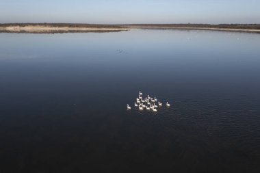 Coscoroba kuğuları bir gölde yüzüyor, Aerial view, La Pampa Eyaleti, Patagonya, Arjantin.